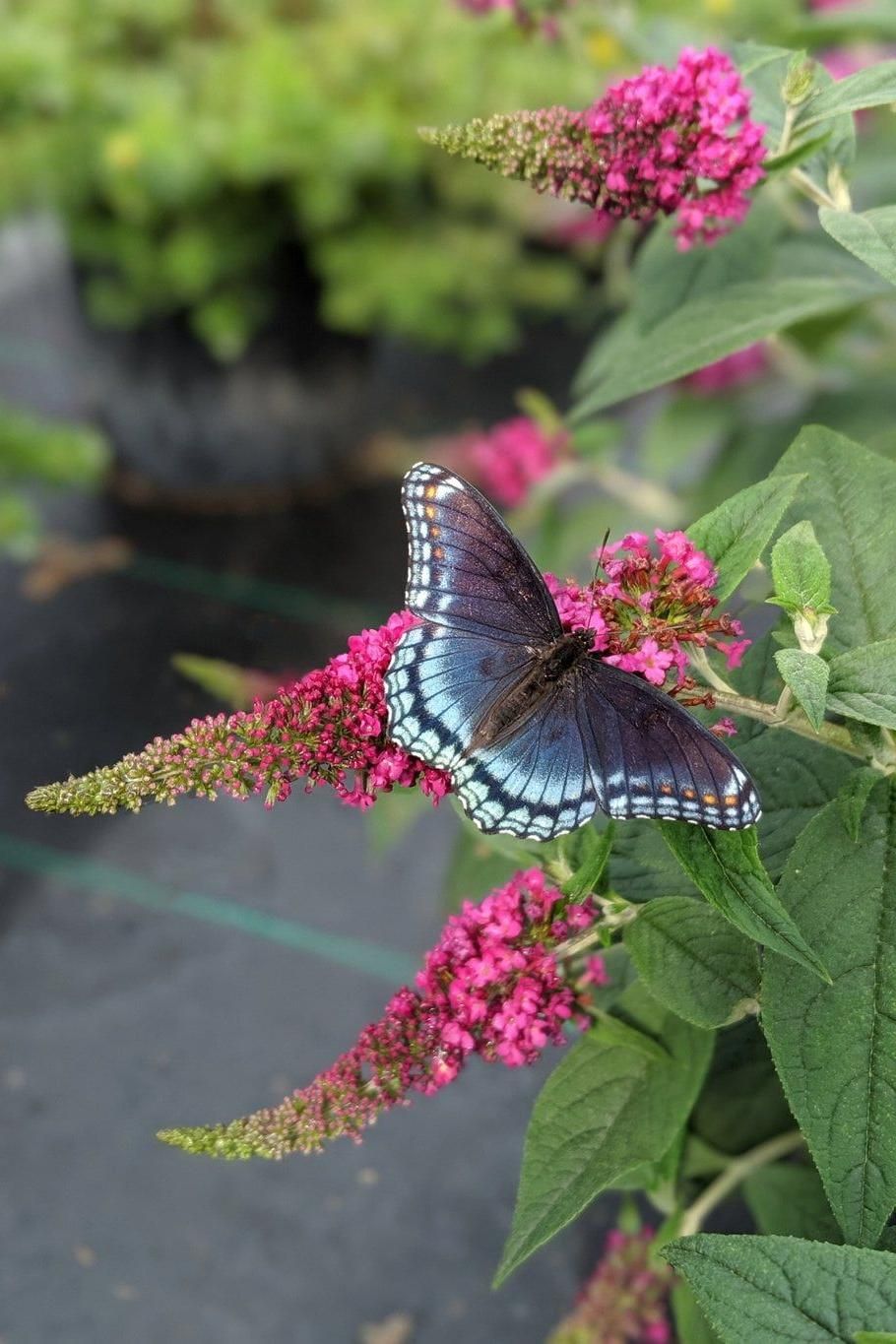 Vivid Butterfly on Bright Pink Flower in Garden