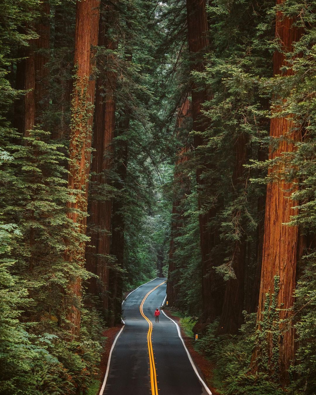 Scenic Road Through Towering Redwood Forest