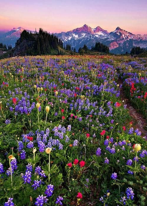 Wildflower Meadow with Mountain Backdrop at Sunrise