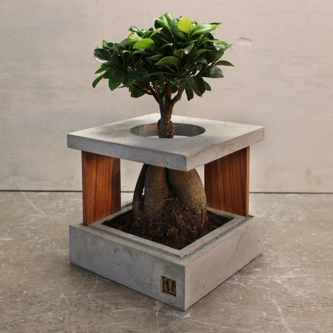 Modern Square Concrete and Wood Indoor Planter with Ficus Bonsai